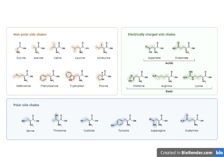 CLASSIFICATION OF AMINO ACIDS BASED ON POLARITY