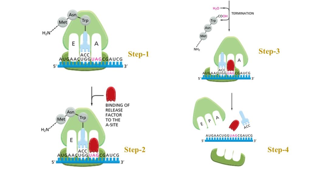 The final phase of protein synthesis