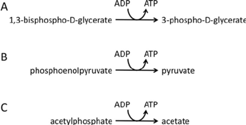 Examples of substrate level phosphorylation