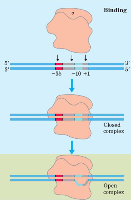 Steps of Transcription 