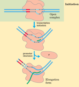 Steps of Transcription 