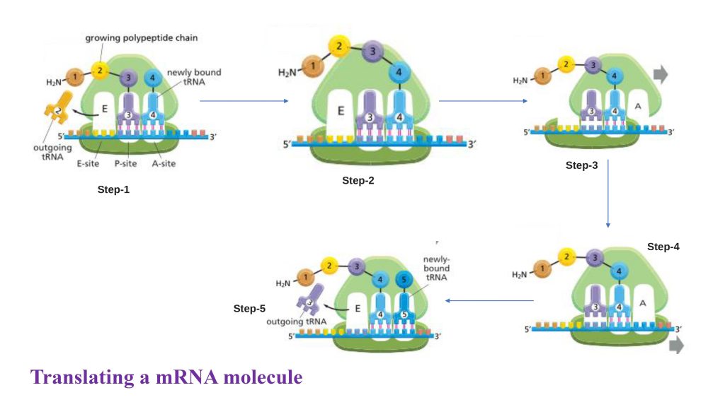 Translating an mRNA molecule