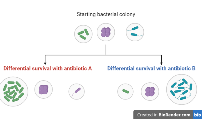 Response  of bacteria to different antibiotics