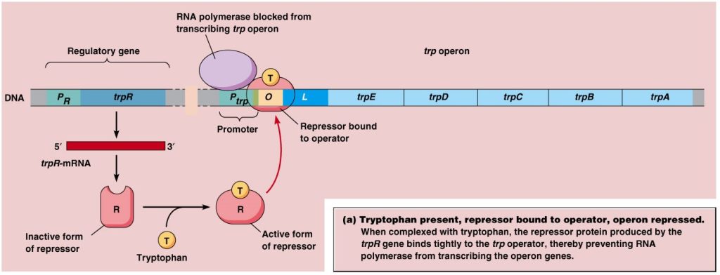 When tryptophan is high in cell