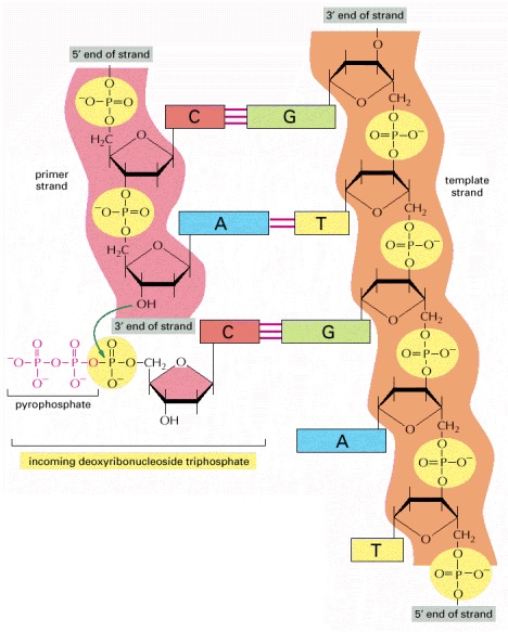 Basic chemistry of DNA replication