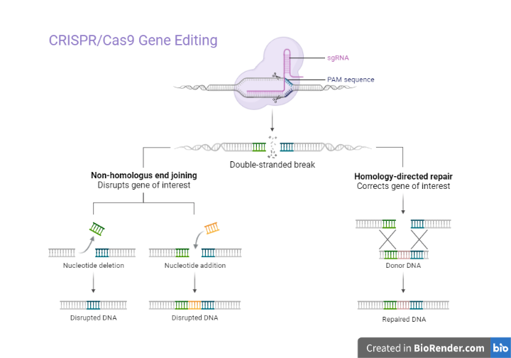 CRISPR/Cas9 Gene Editing