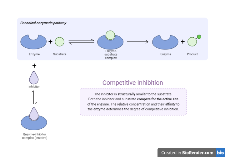 Competitive inhibition