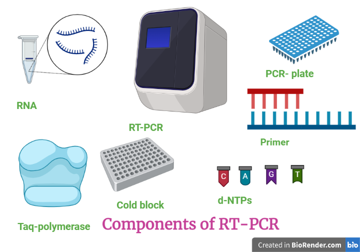 Component required in RT-PCR