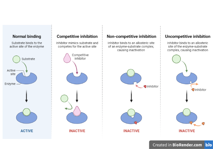 Enzyme Inhibition