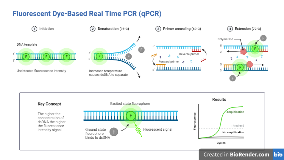 Fluorescent dye-based PCR