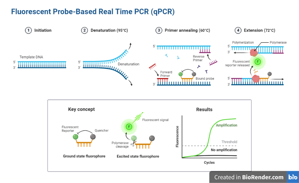 Fluorescent probe-based PCR