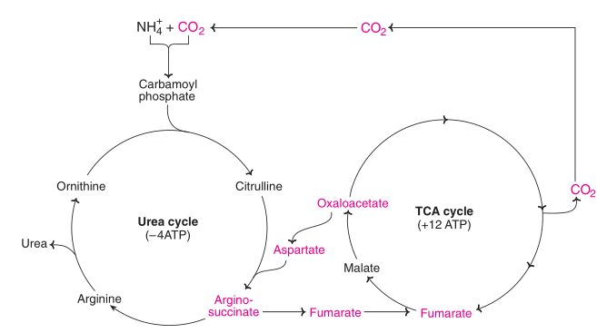 Interrelation between urea and tricarboxylic acid (TCA) cycle