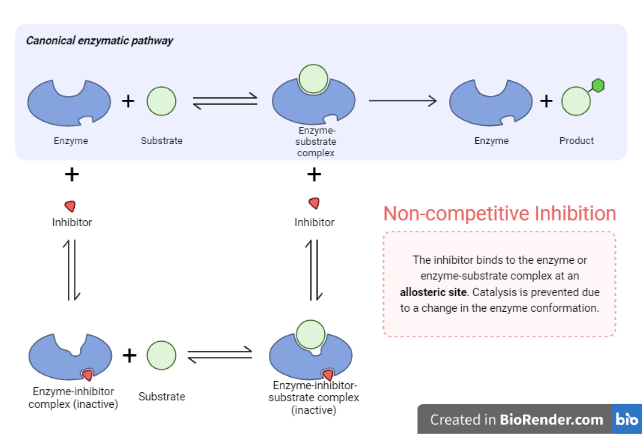 Non-Competitive inhibition