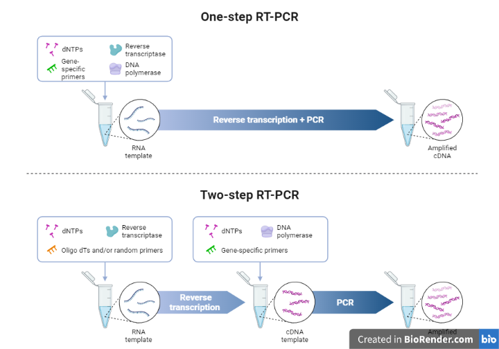 One step and two steps PCR