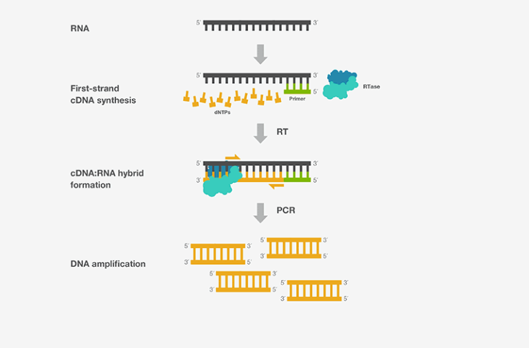 Rt Pcr Definition Principle Components Types Steps Applications