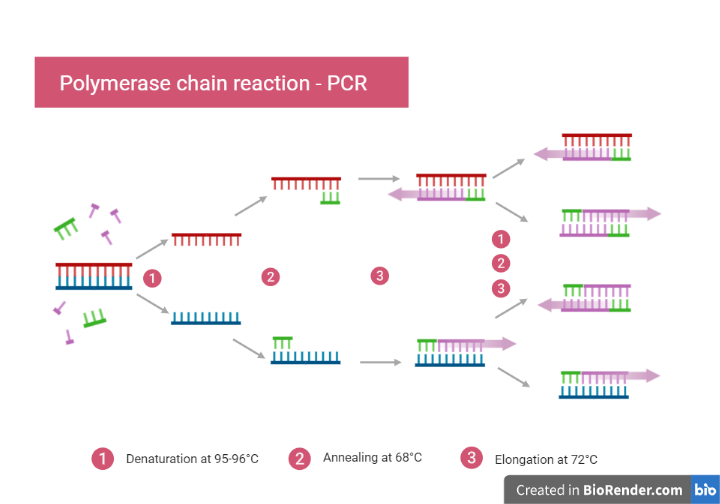 Polymerase Chain Reaction (PCR)- Principle, Steps, Applications ...