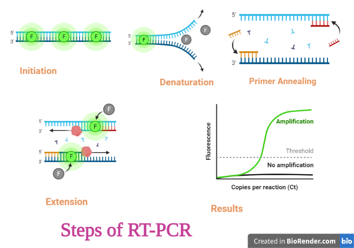 Rt Pcr Definition Principle Components Types Steps Applications Sciencevivid