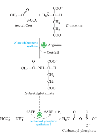 Synthesis of N-acetylglutamate and its activation of carbamoyl phosphate synthetase I.