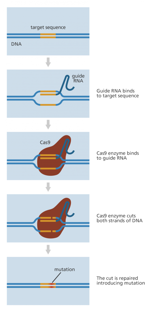 The working mechanism of CRISPR-Cas9 editing tool  