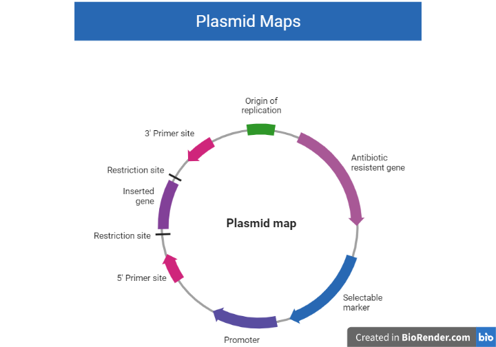 Structure of plasmid