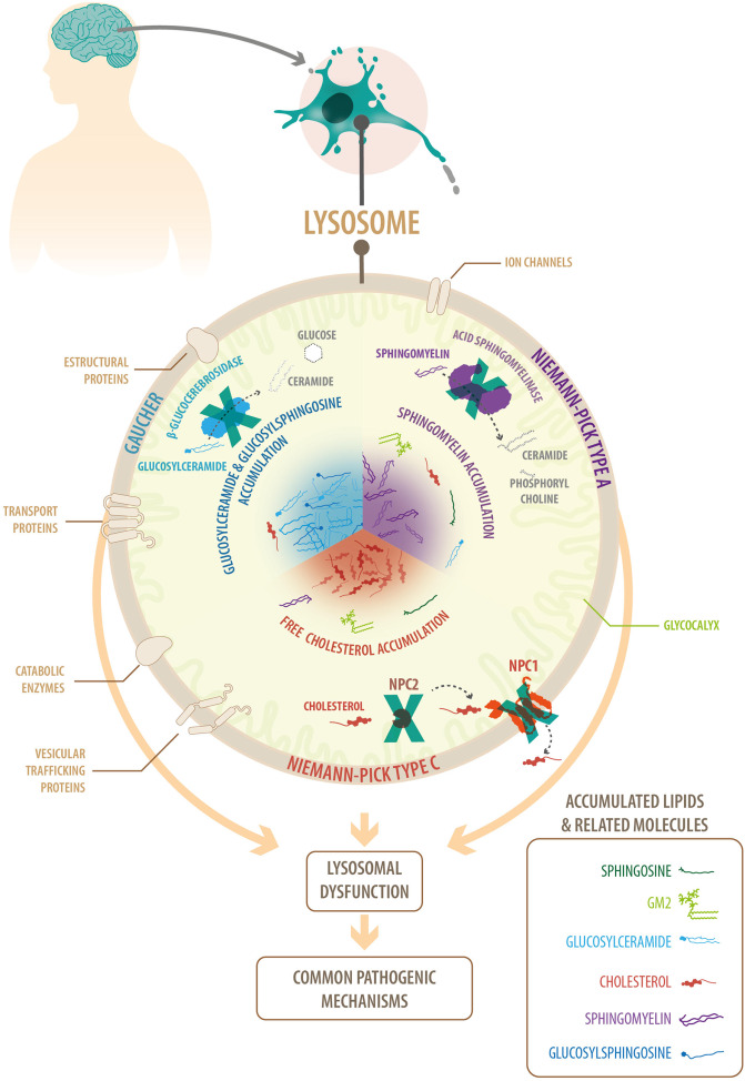 Common features of lysosomal neurodegenerative diseases: Niemann-Pick A, Niemann-Pick C