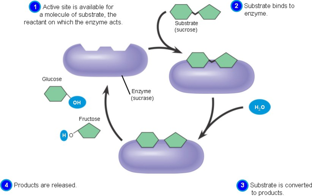 Active site and substrate binding