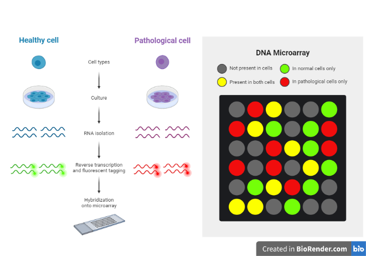 Applications of microarray analysis