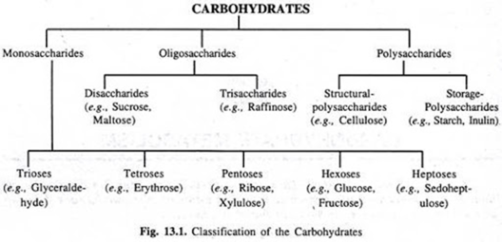 Classifications of carbohydrates