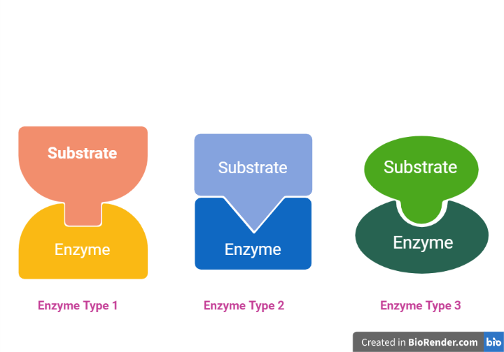  Enzyme specificity