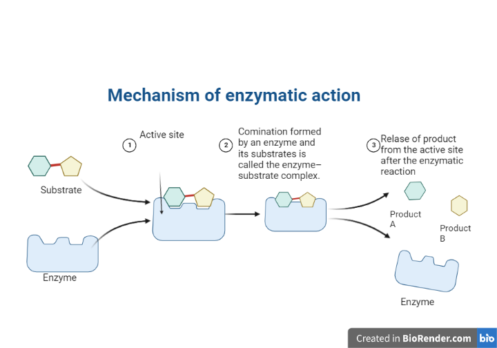 Enzyme