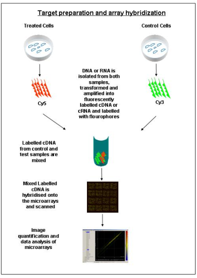 microarray experiments definition