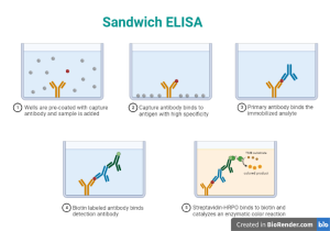 ELISA- Definition, Principle, Procedure, Types, Steps, Applications ...