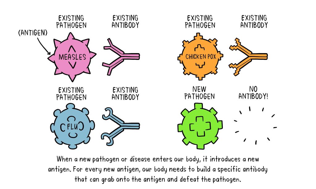 Body response to antigen