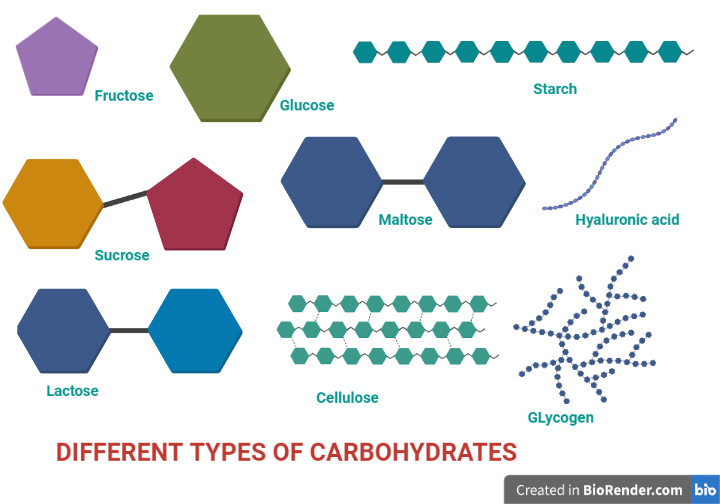 Structure of different types of carbohydrates