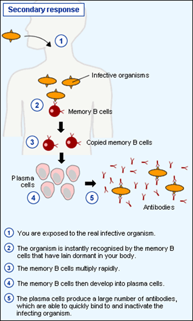 Working mechanism of vaccine