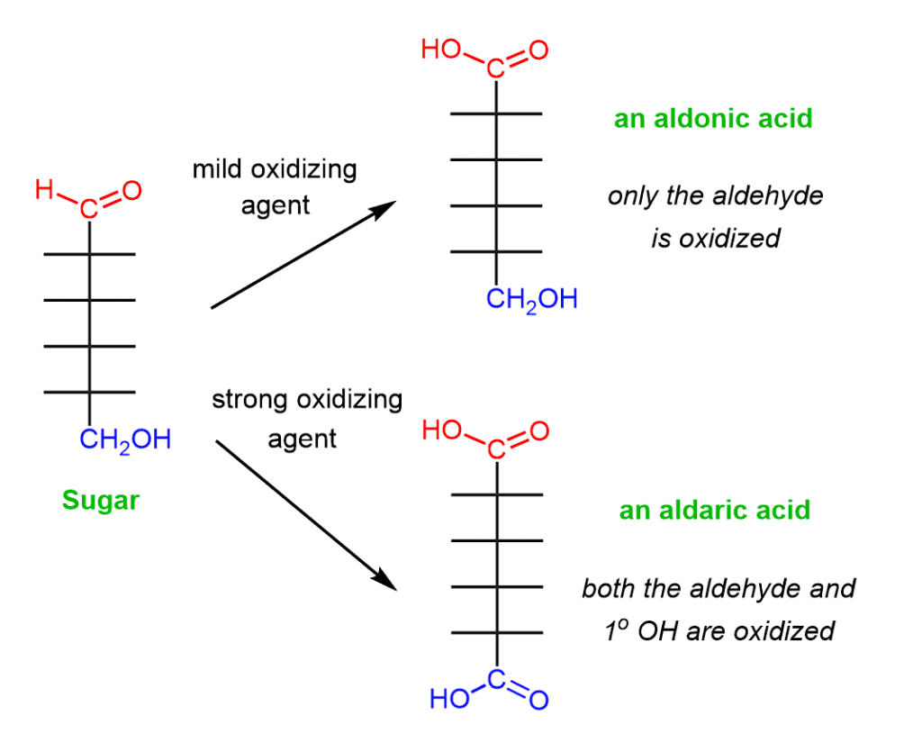 Oxidation of carbohydrates