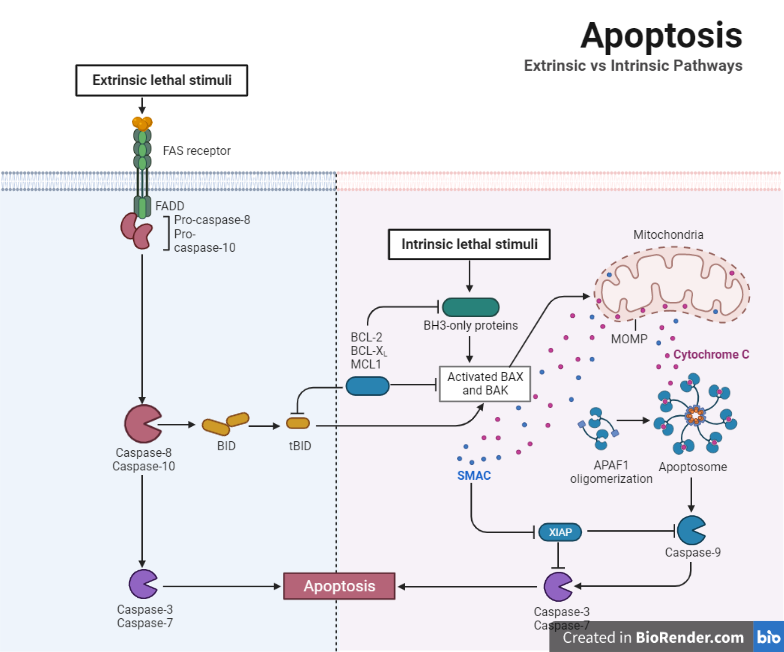 Apoptosis Extrinsic and Intrinsic Pathways