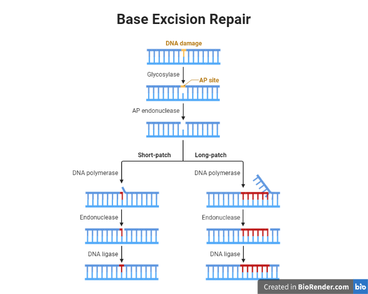 Base Excision Repair