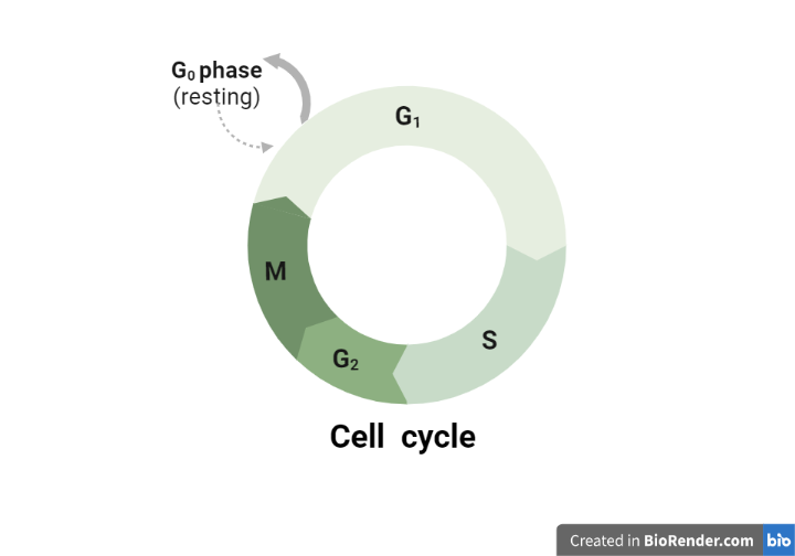  Cell cycle