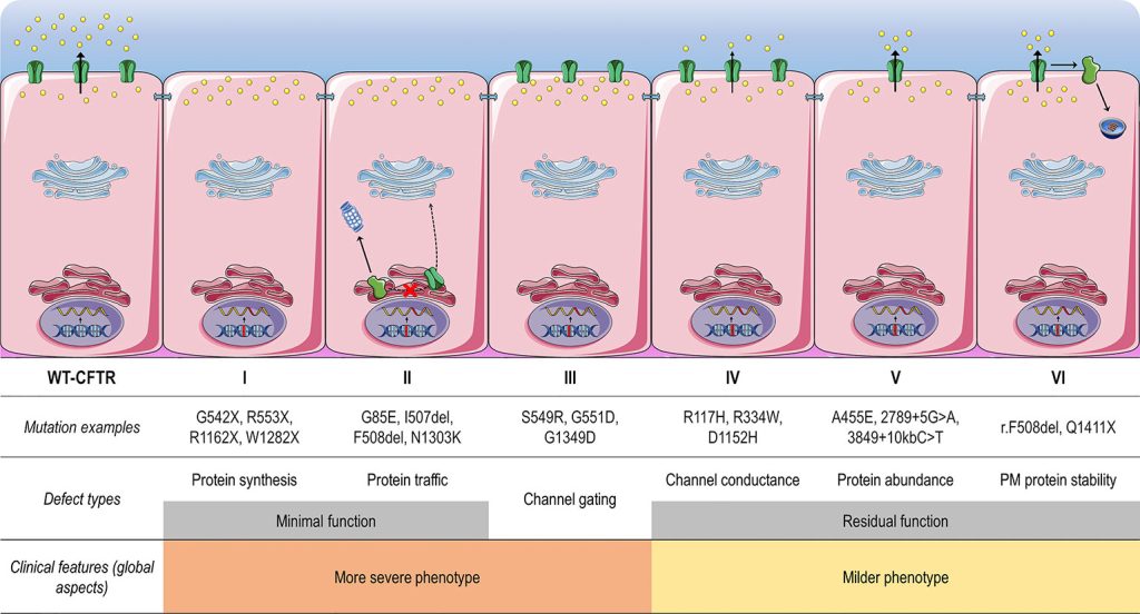 Classes of CF transmembrane conductance regulator (CFTR) mutations