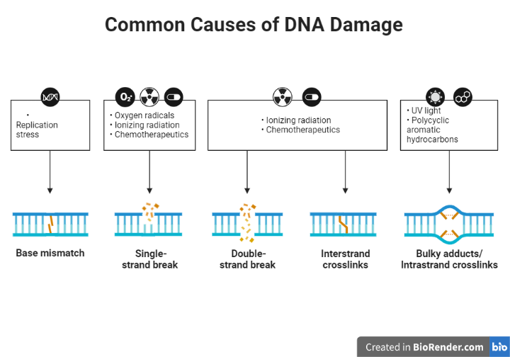 Common Causes of DNA Damage