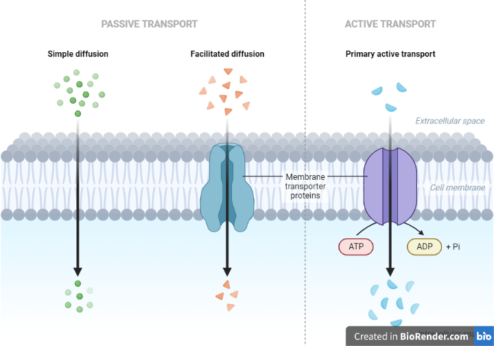 Different Types of Membrane Transport