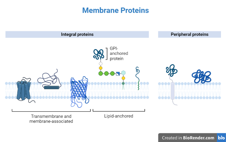 Different types and structures of membrane proteins