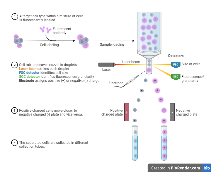 Principle of FACS