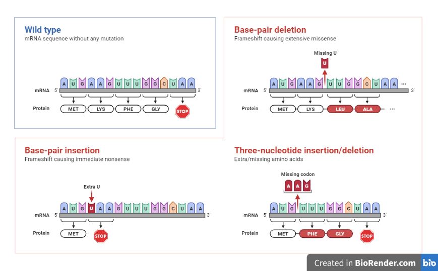 Frameshift mutation