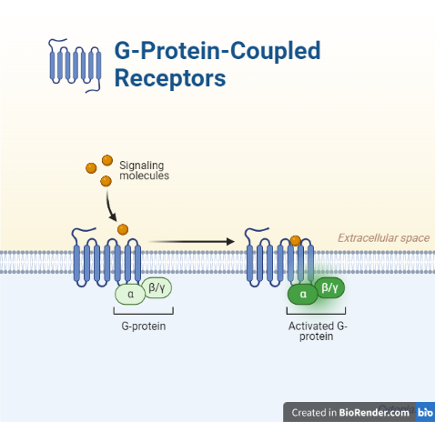 G protein-coupled receptors