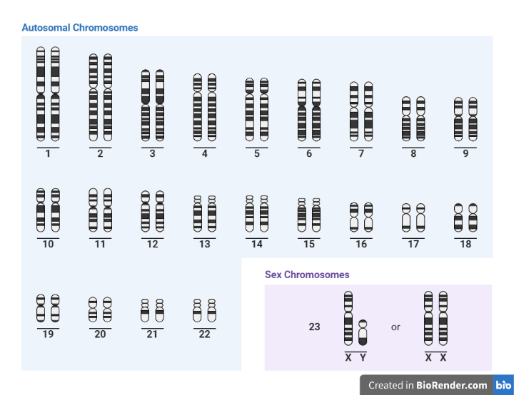  Human karyotype