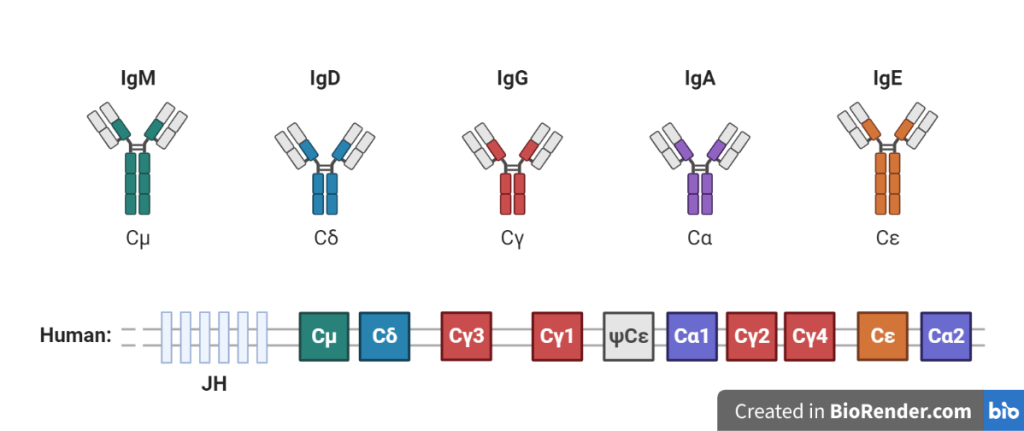 Different types of antibodies