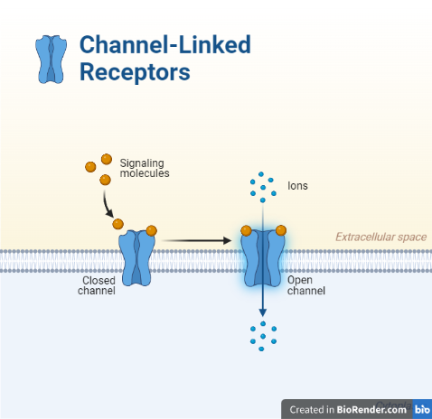 Ion channels receptor