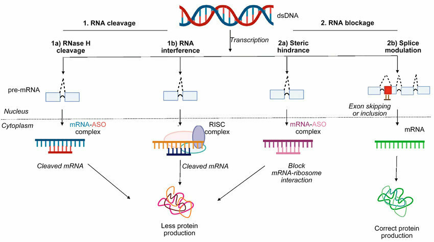 Mechanisms of antisense technology